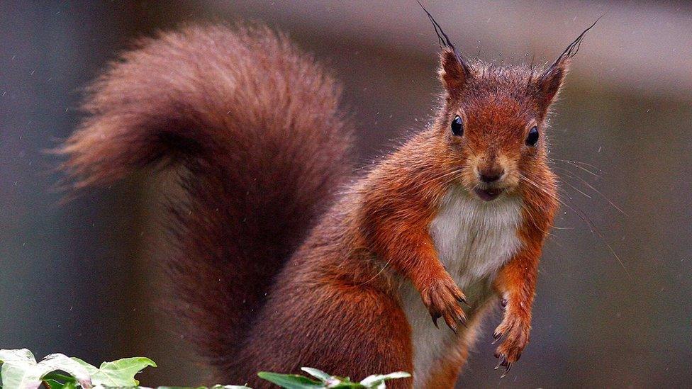 Red squirrel