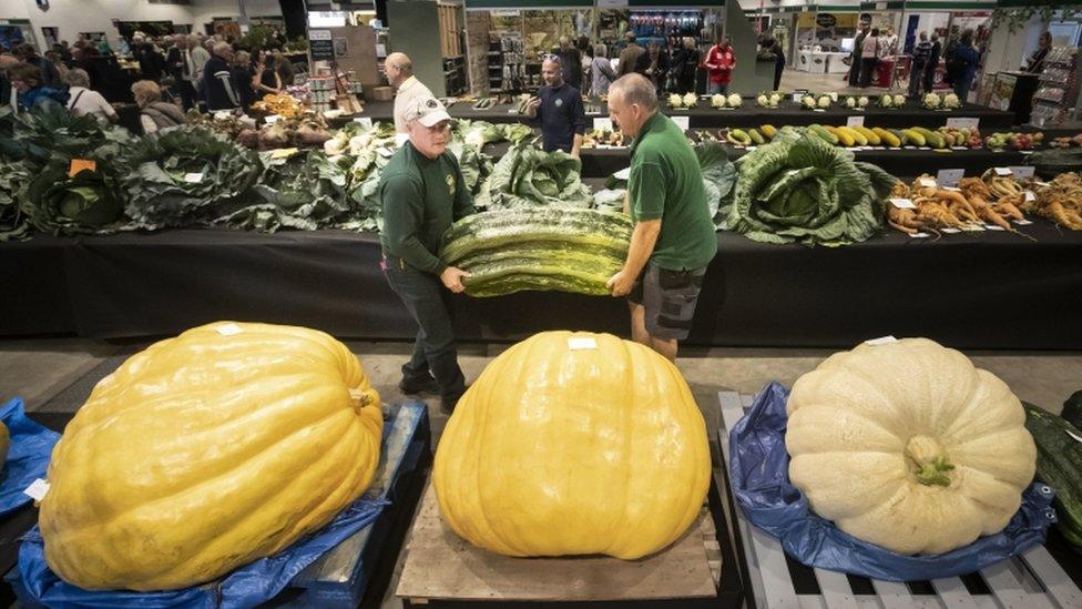 Two men carry a giant marrow as judging takes place