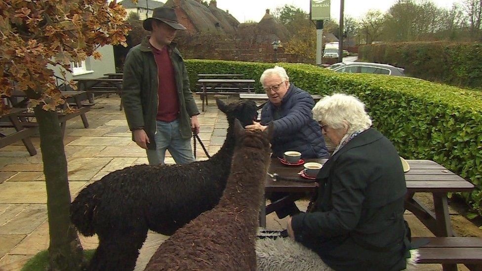 alpacas