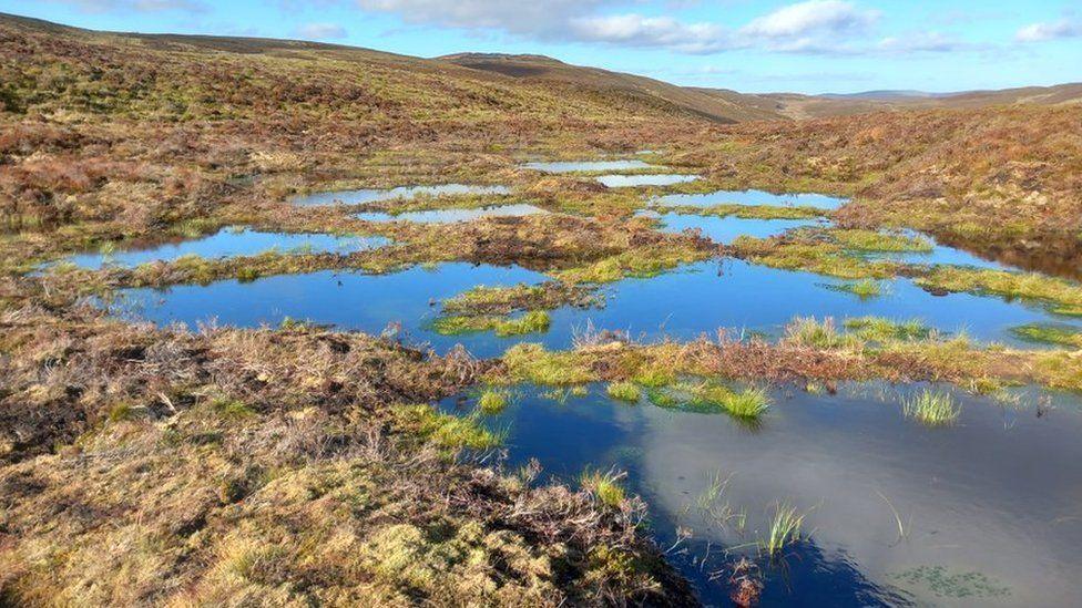 Corsydd wedi eu hadfer yn ardal Llyn Efyrnwy