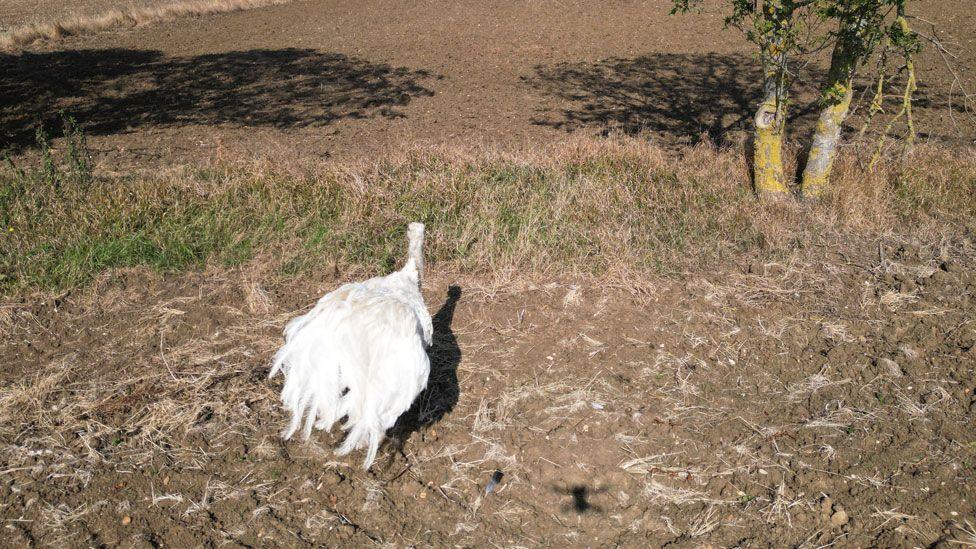 A white rhea a tall ostrich like bird against a brown ploughed field with dried-out grass area in front