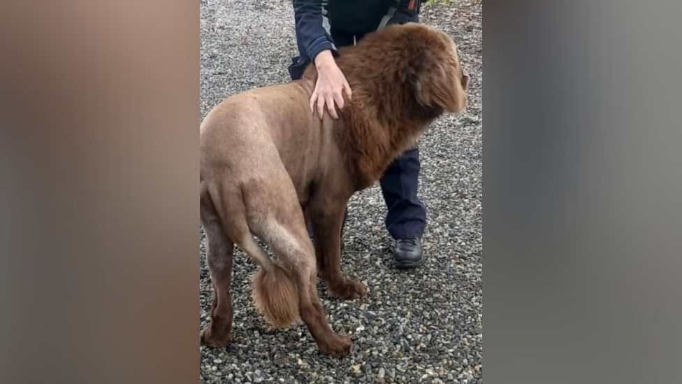 A photo of Mouse, a large brown Newfoundland dog. His coat is shaved and thicker from the neck to head and at the bottom of his tail. He is being petted by a police officer outside.