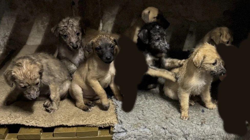 A picture of six light brown and black lurcher puppies