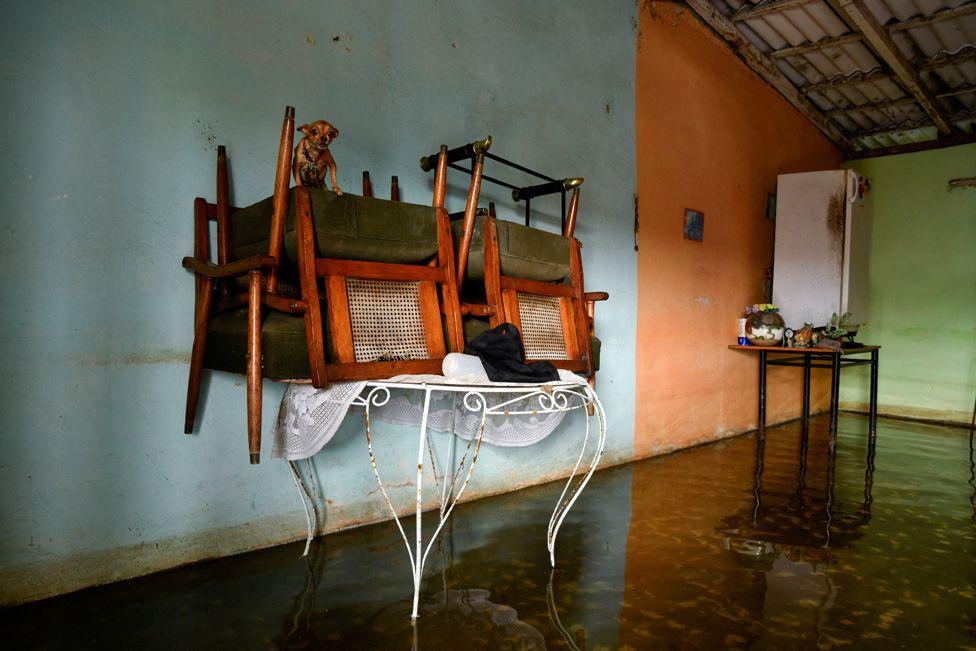 A dog stands on furniture stacked atop a table inside a flooded house, as Hurricane Milton passes close to the Cuban coast, in Batabano, Cuba, October 9, 2024. 