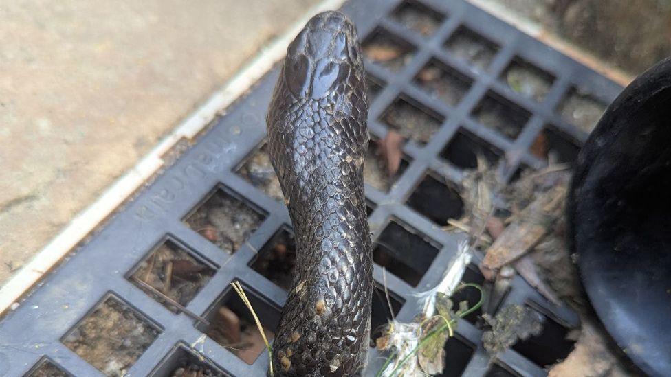 A black snake's head is seen protruding through grey grills on a drain. There is debris around the drain cover