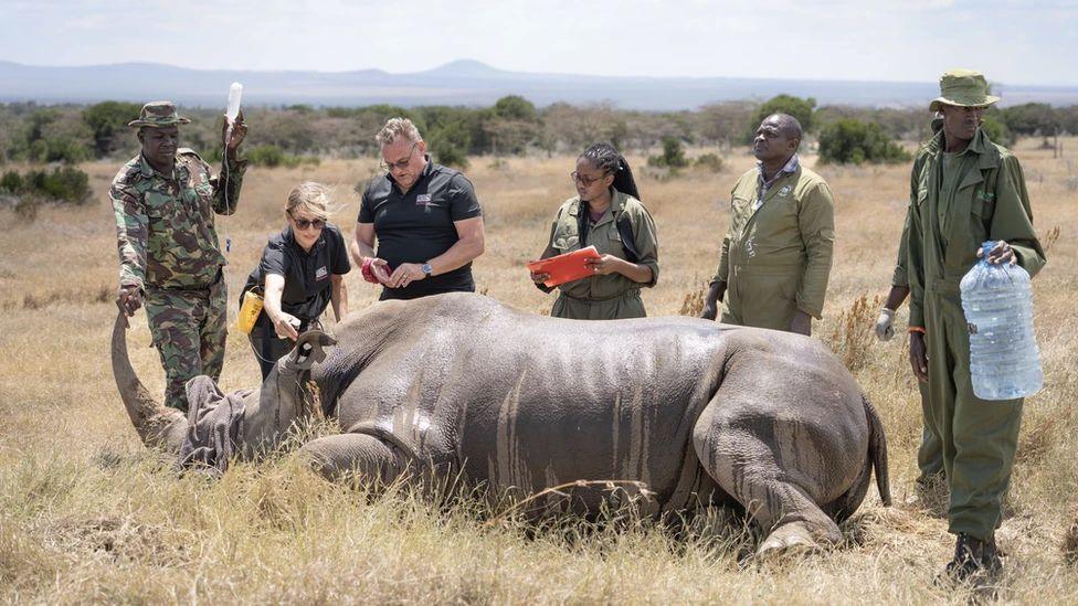 A tranquillised rhino lays on its side on grass with a team of six people surrounding it. 