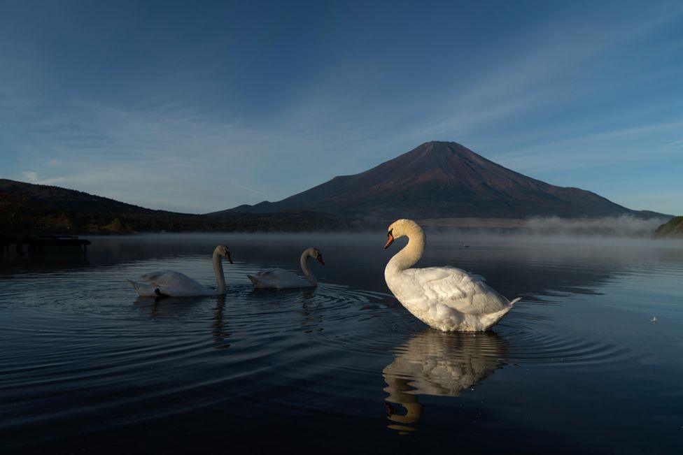 Three swans are seen on a lake, one standing, two swimming. Mount Fuji is in the background. The sky is blue.