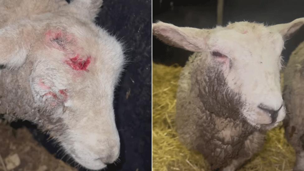 Two sheep one with obvious injuries to its head and eyes