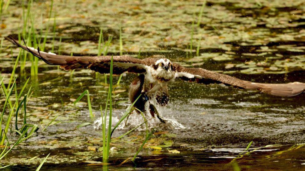 An an osprey flying up from water with its wings outstretched, carrying a fish in its talons. There are green plants dotted along the surface of the water.
