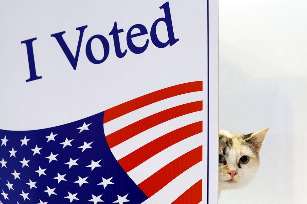 A cat named Sky looks on during the 2024 presidential election on Election Day in Pittsburgh, Pennsylvania, 5 November 2024