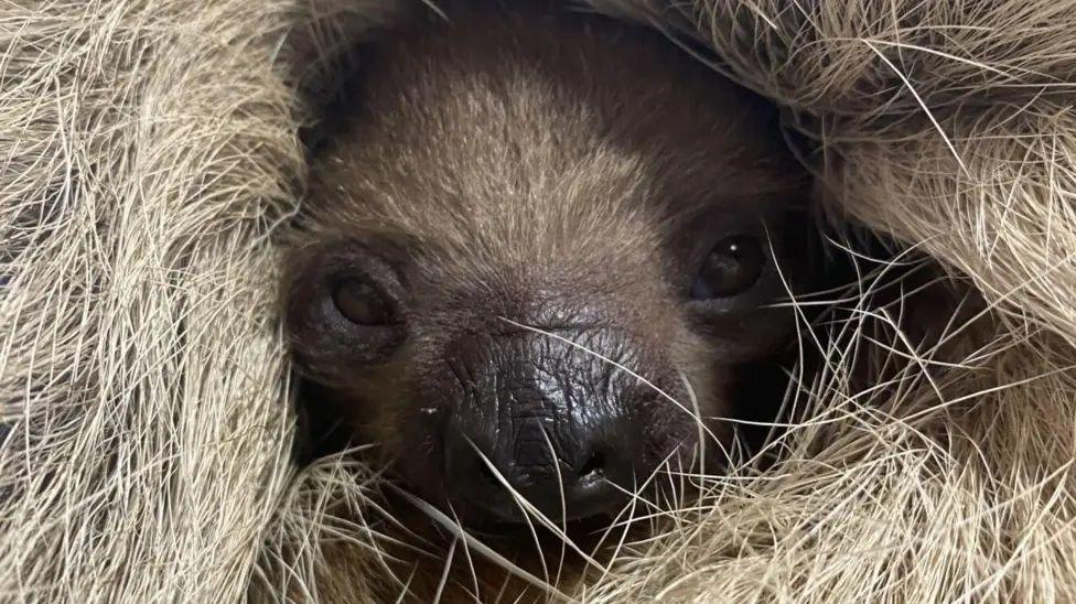 Baby sloth's face. 