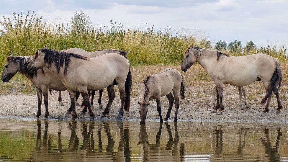 A small herd of Konik ponies at Kingfishers Bridge nature reserve. They are mousey-grey colour with a dark mane, tail and legs. There are four adult ponies and two foals, one hidden behind an adult. They are standing beside a pond and one of the foals is drinking. Behind them is foliage and sky.