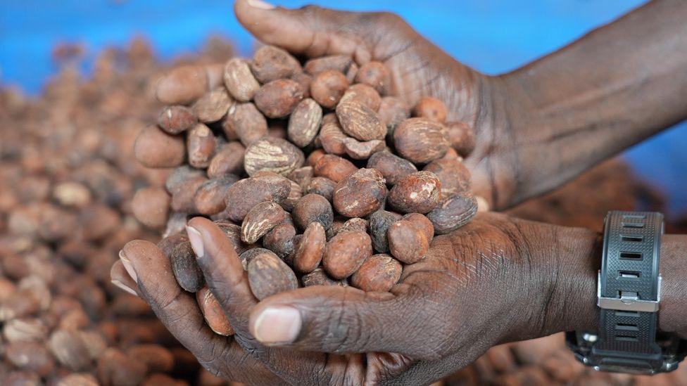 Hands holding brown shea nut tree fruits