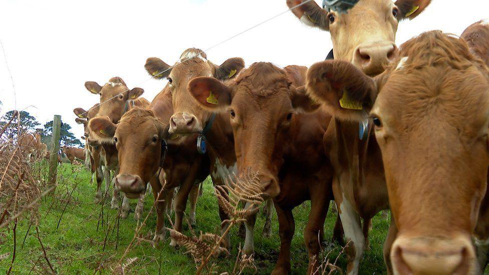 Guernsey cows