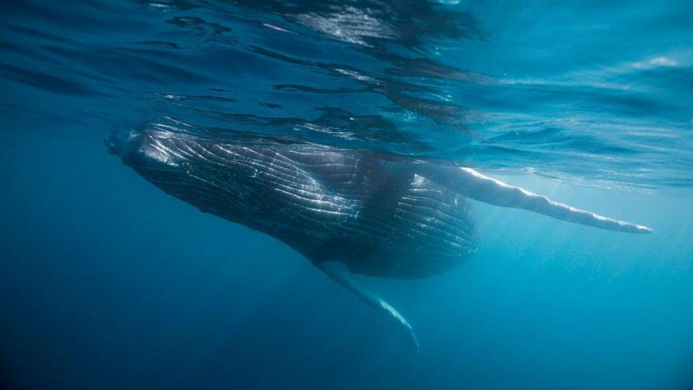 Whale fossil remains on the seafloor of the Indian Ocean