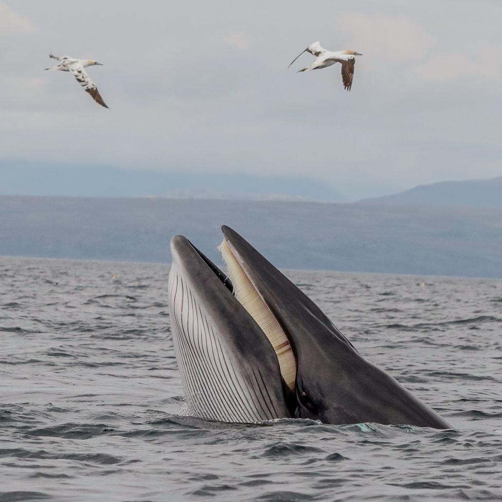 Whale with head out sea water, with two birds overhead, and hills in the distance.