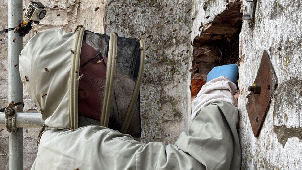 Beekeeper Steve Barrett wearing an all-covering grey beekeeping suit, with his face covered by black mesh stretched over a frame. He is looking intently at a hole in a brick wall, and his right blue gloved hand is reaching into the hole. Bees can be seen flying around the hole and his head.