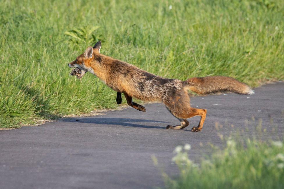 A fox is in motion running across a path with something in its mouth - maybe a hedgehog.