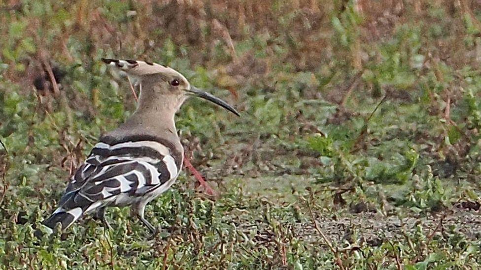 The hoopoe bird on greenery at Foulridge Reservoir 