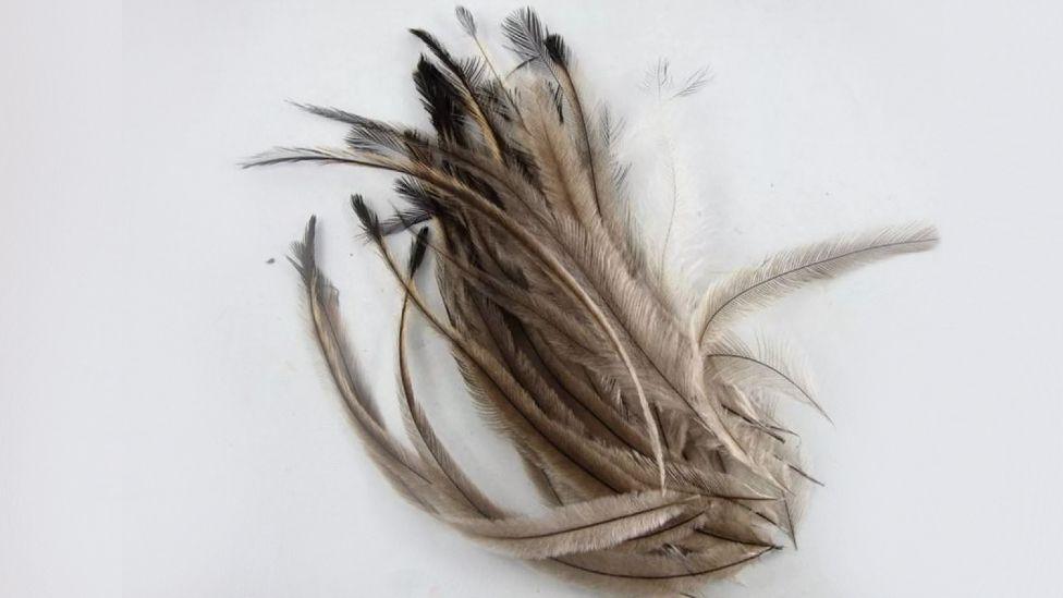 An image of long, fluffy emu feathers in a bundle. They are pale brown and go darker as they reach the tip of the feather, where there is a small black tuft.