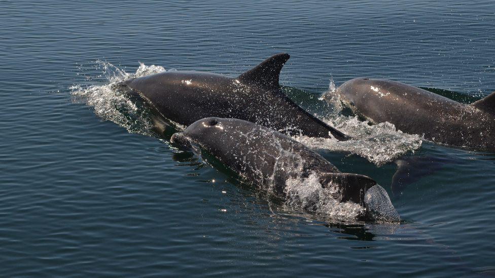 A pod of dolphins swimming in the Sound of Jura. Three dolphins are visible, some breaking the surface of the water, which is calm and dark and white around where the dolphins, which are dark in colour, are breaching the water.