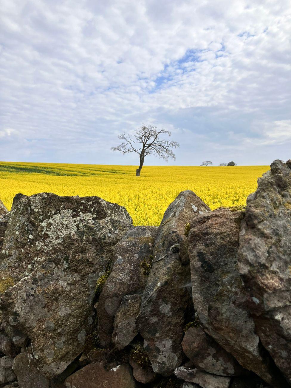 Yellow field