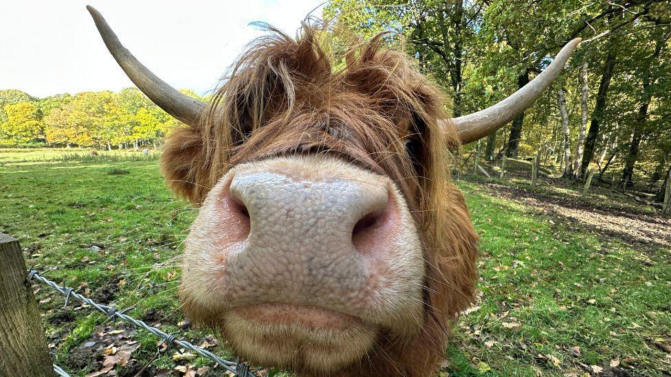 A Highland cow is very close to the camera. Its nose is right in the middle of the shot. The cow is orange, with long hair and large horns coming out the side of its head. It is leaning over a wire fence. In the background, there are trees and grass.