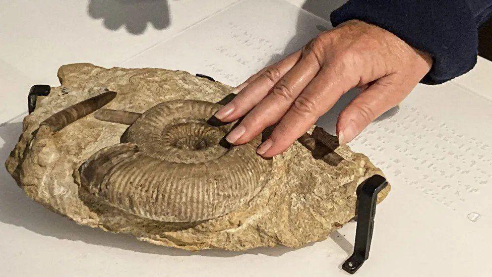 A hand placed on a cast fossil of an ammonite