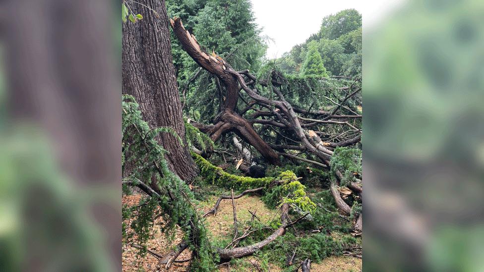 A large branch of a fir tree collapsed with smaller, linked branches and debris on the ground.