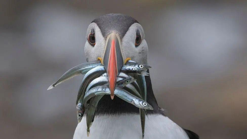 A close up photo of a puffin, which looks like it's looking into the camera. It has black and white feathers and is holding lots of small silver fish in its bright orange beak.