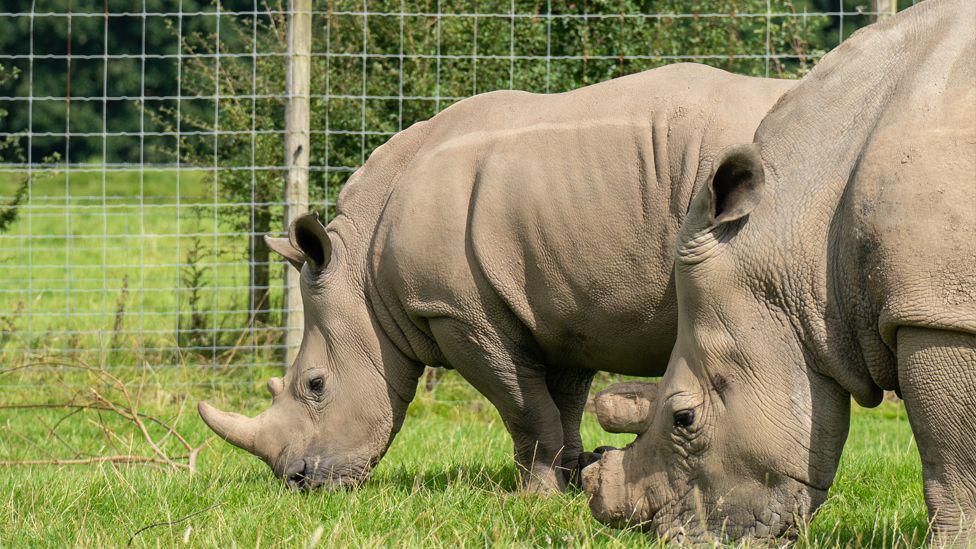 Two rhinos in outdoor grass enclosure 