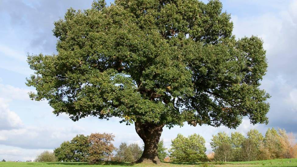 An oak tree is seen in a large field on a sunny day.