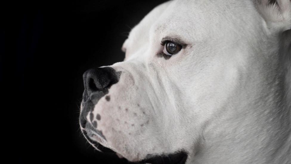 White American Bulldog