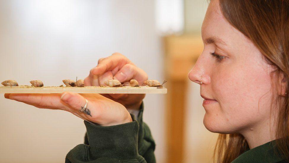 Woman with dark green top holding a piece of wood with numerous tiny cream-coloured snails on it.