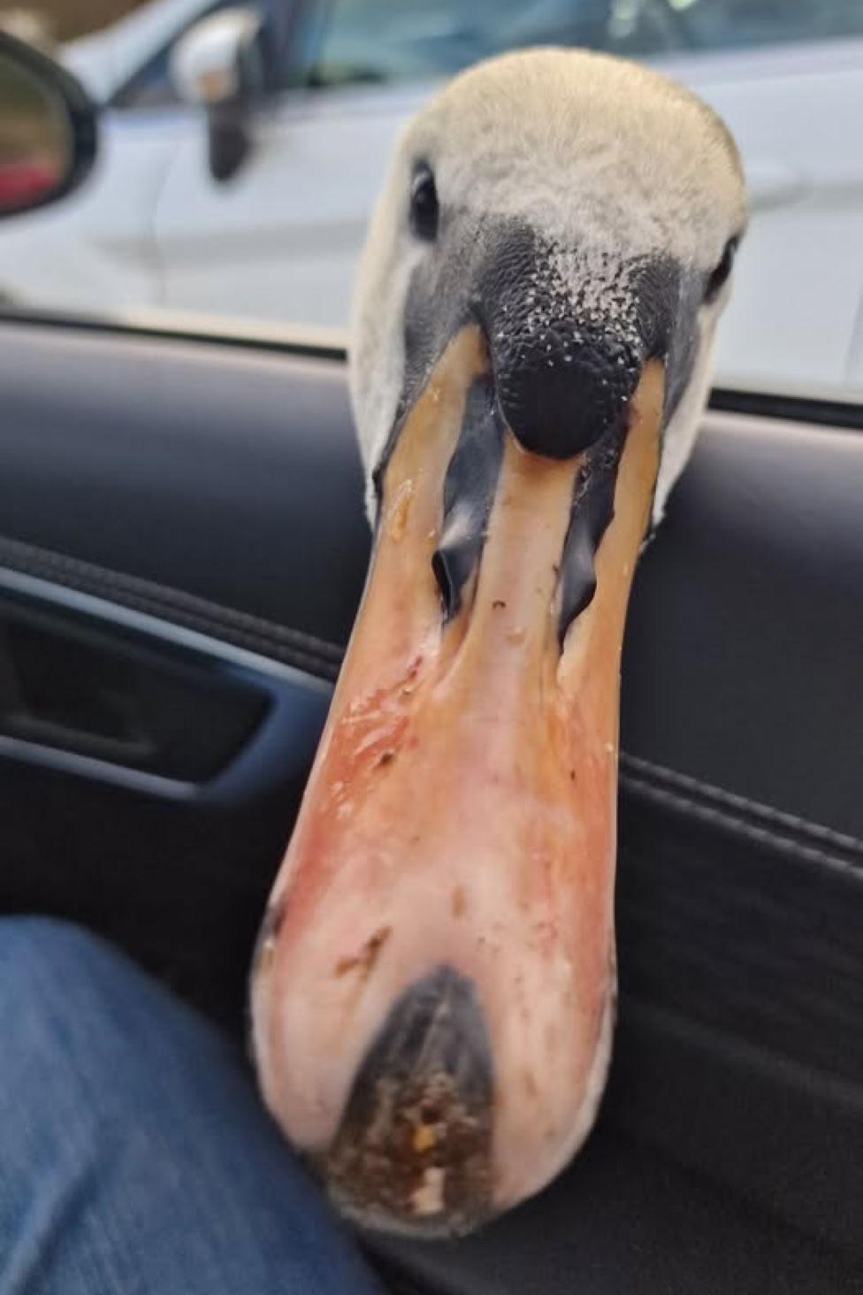 Swan with orange beak through an open car window.