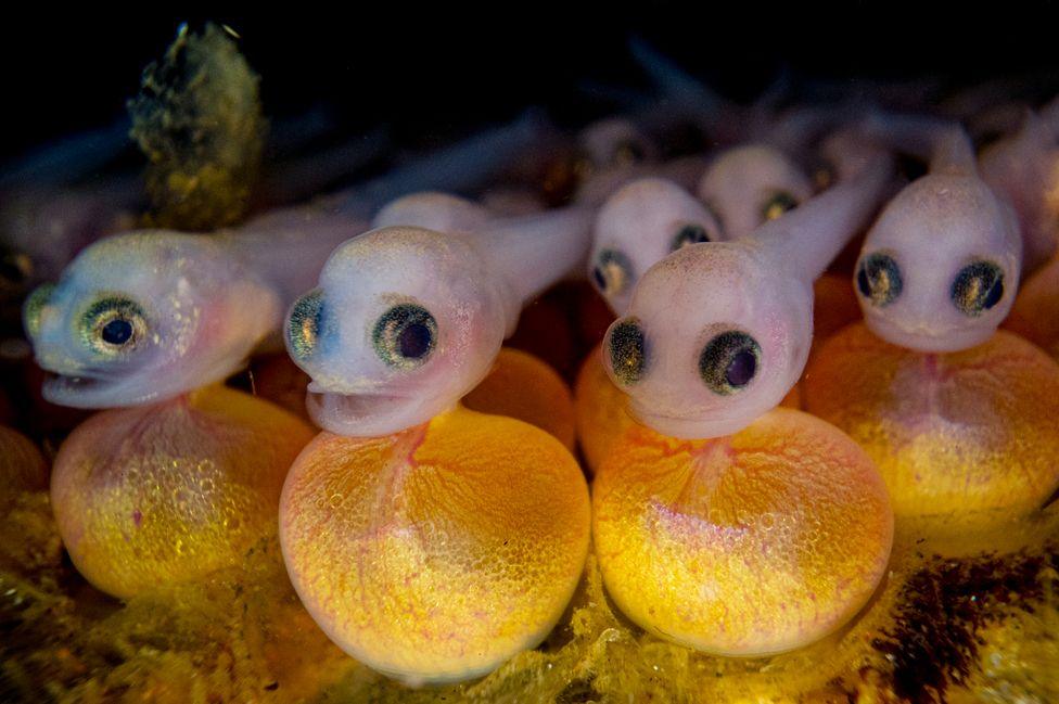 Baby plainfin midshipman fish, still attached to their yolk sacs. 
British Columbia, Canada
