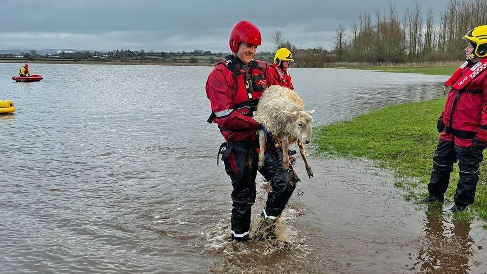 A firefighter dressed in red waterproof jacket and black waterproof trousers carries a sheep to dry land. A firefighter in an inflatable raft is in the background on the water in the flooded field.