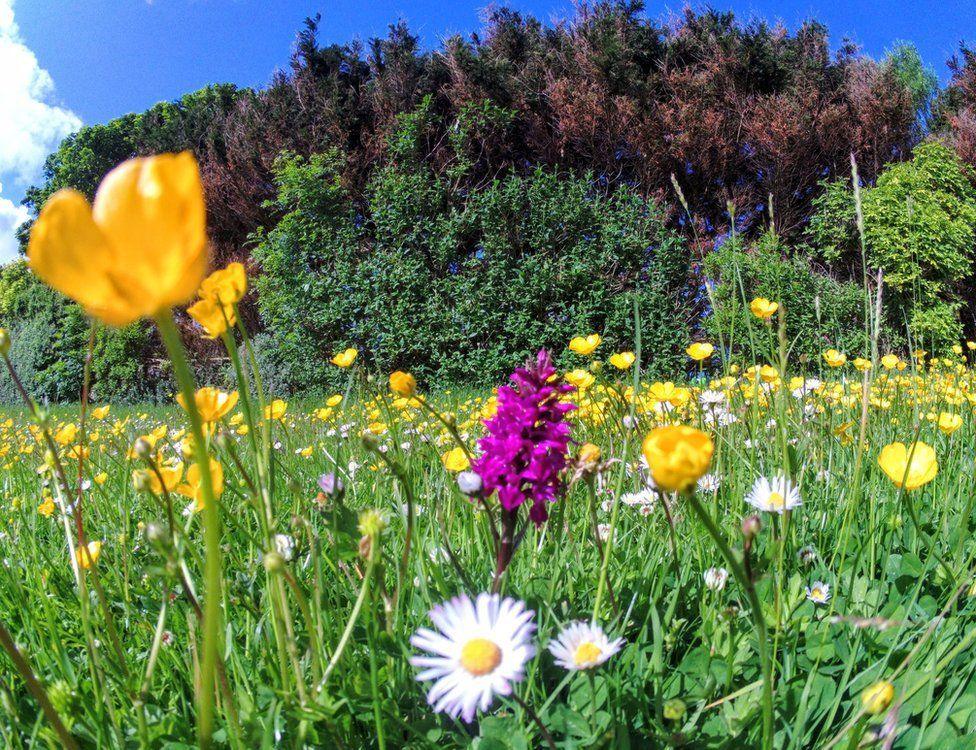 Flowers in Orkney