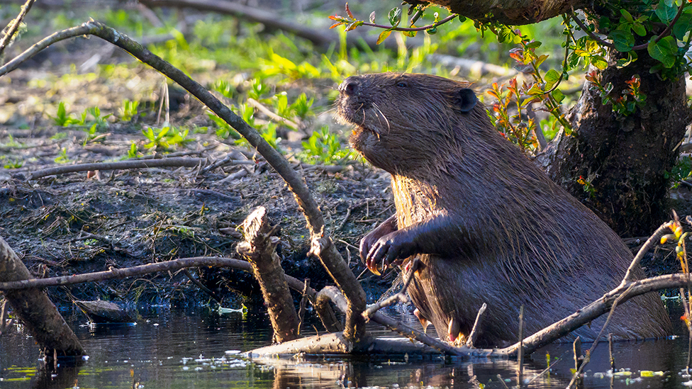 A generic image of a Eurasian beaver in the wild, standing on its back legs in shallow water with branches lying in front of it and the bank behind it