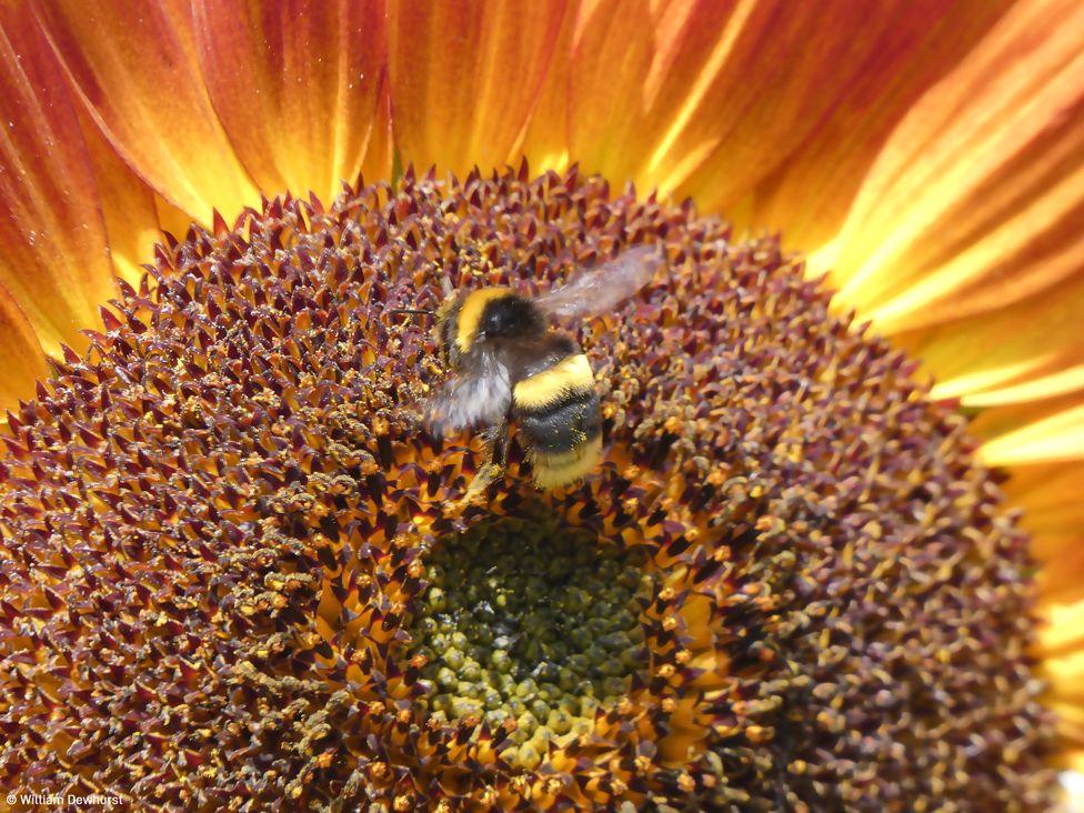 A bee on a sunflower