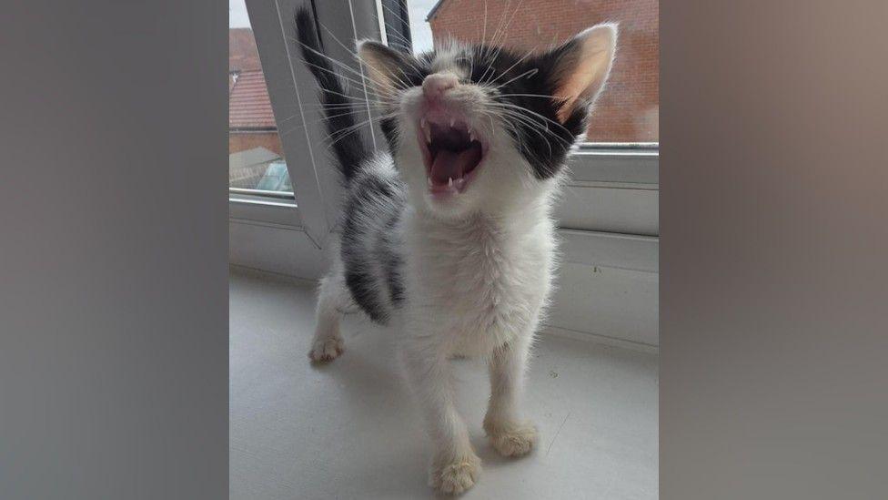 A black and white kitten standing on a white windowsill meowing, with his mouth open, showing his teeth