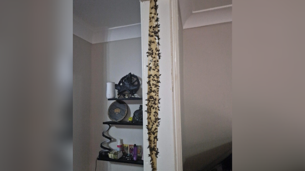 Loads of flies stuck to traps in a house