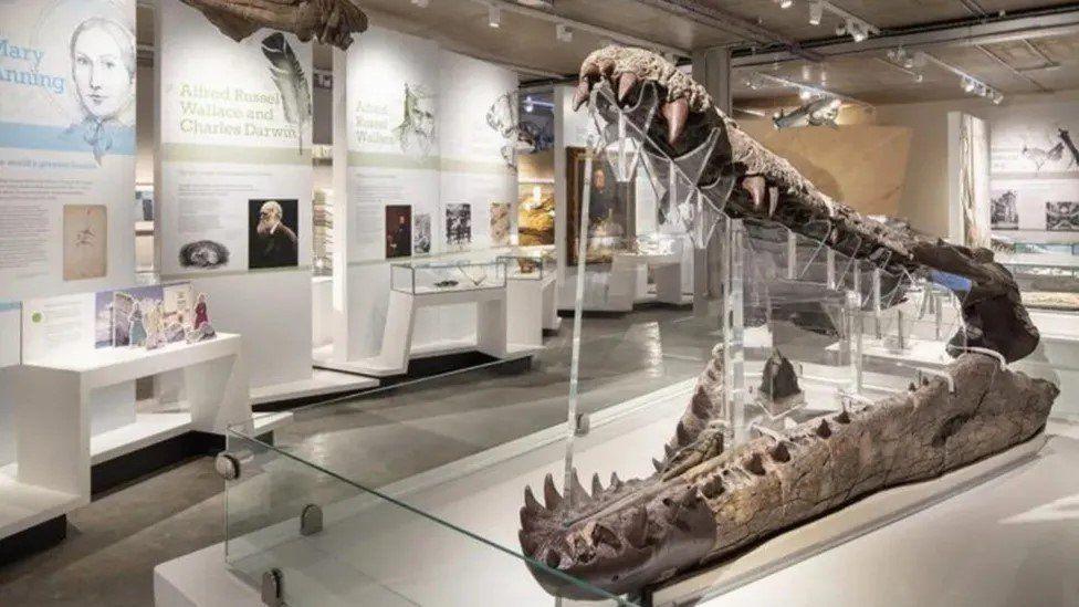 A museum gallery full of displays. In the foreground is the fossilised jaw of a crocodile-like creature