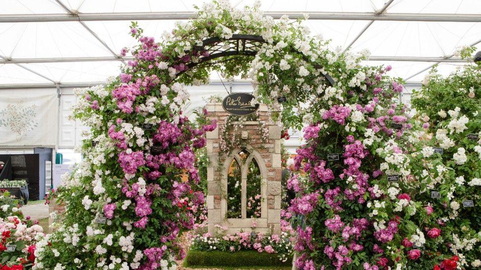 Roses at a garden centre