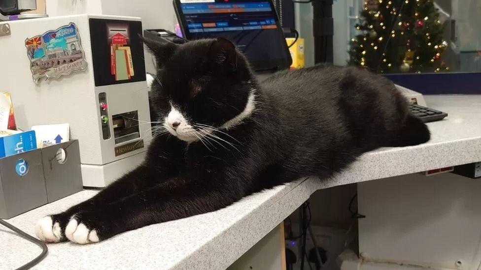 A black and white cat asleep and stretched out on the desk of a ticket office. There's a Christmas tree and an iPad screen behind him.