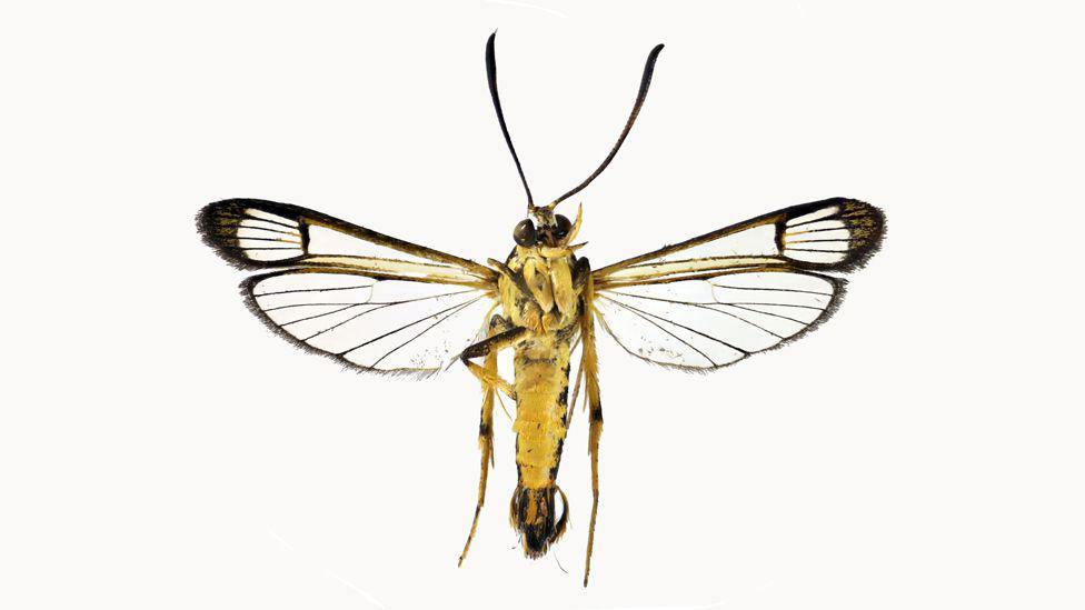 A clearwing moth, it looks slightly like a wasp but without black body markings on its underside. It is all yellow in body, with black markings visible on the back of it's body. It has four wings with delicate black pattern. 