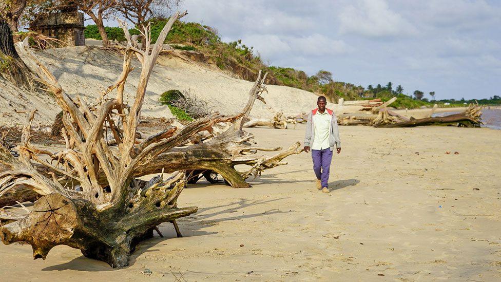 Mangrove logs along the Kipini shoreline