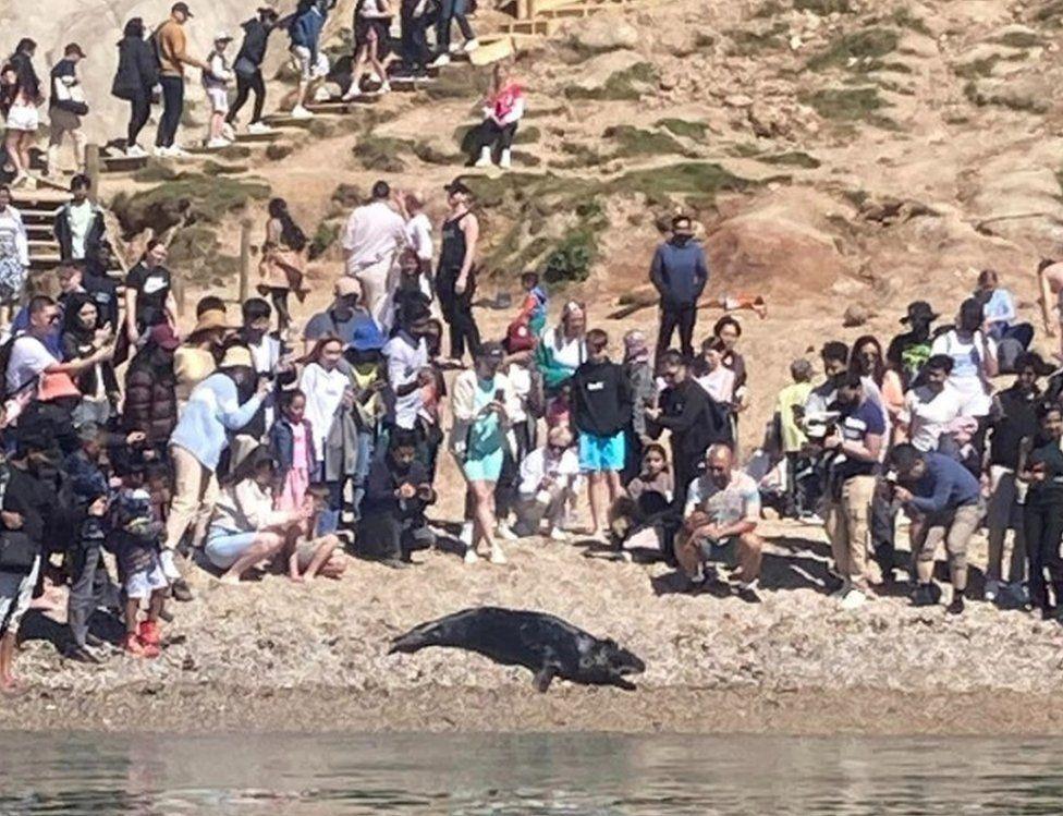 Durdle Door crowd with seal