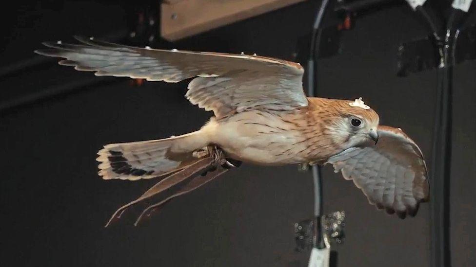 Screenshot from a film of the kestrel hovering with motion capture markers visible on the bird