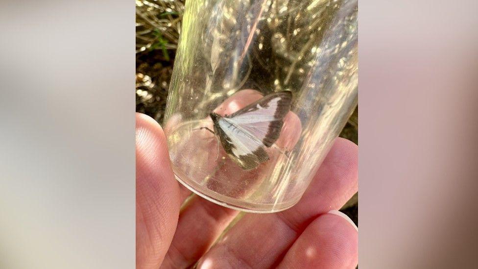 Warden at Washington Wetland Centre holding a glass moth trap in his palm. There is a box tree moth inside. Its wings are semi-transparent white with brown edges.  